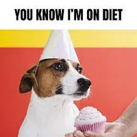 A dog wearing a dunce cap looks at a cupcake.